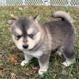Pomsky Puppies from SRF Pomskies