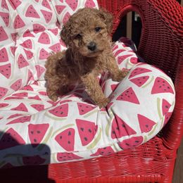 Pekingese and Poodle Puppies from Dogs lovers