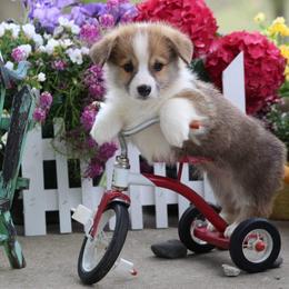 Basset Hound and Pembroke Welsh Corgi Puppies from Northstar Corgis and Basset Hounds