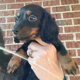 Honey - Black and tan female Dachshund puppy in Smyrna, Tennessee from Sias Select Dachshunds