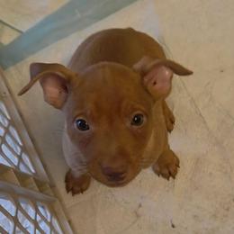 Milo - Red male Miniature Pinscher puppy in Ethridge, Tennessee from Liberty Hill Farm
