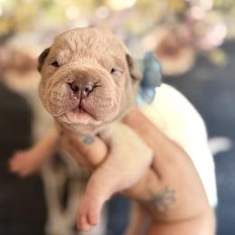 Gingy - Lilac dilute female Chinese Shar-Pei puppy in Lehigh Acres, Florida from Florida Wrinkles