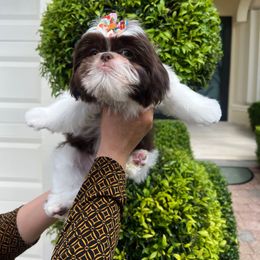 Bella - Liver and white female Shih Tzu puppy in Miami, Florida from Mayra’s Shih Tzus