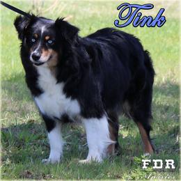 Tink - Miniature Australian Shepherd