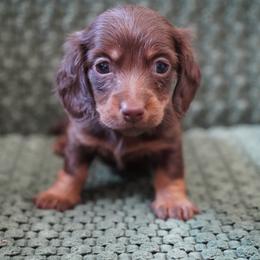 Chocolate - Chocolate and tan male Dachshund puppy in Quemado, New Mexico from TNT Dachshunds