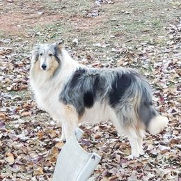 Shelby - Collie