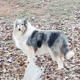 Shelby - Collie