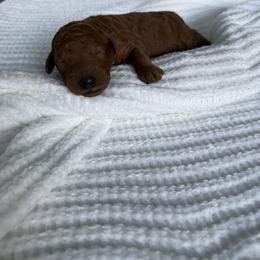 Billy - Red  male Poodle puppy in Cape Coral, Florida from Ruby the poodle