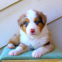 Miniature American Shepherd Puppies from Brassy Acres Miniature American Shepherds