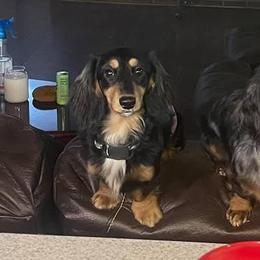 Gator - Dachshund