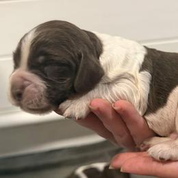 Paulie - Liver white and roan male English Springer Spaniel puppy in Stephens City, Virginia from Legendary Springers