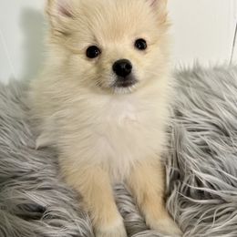 Pomeranian, Pomsky, and Toy Australian Shepherd Puppies from Blessed Little Paws