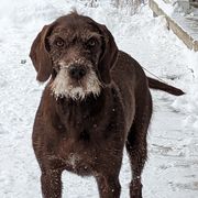 Frannie - Pudelpointer