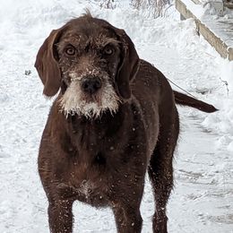 Frannie - Pudelpointer