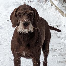Frannie - Pudelpointer