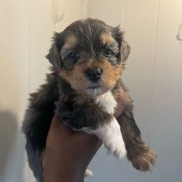 Neptune - Merle male Yorkipoo puppy in Gastonia, North Carolina from Precious pups dynasty kennel