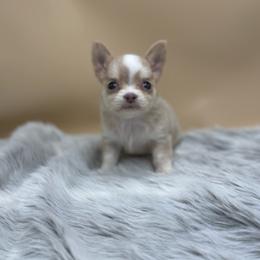 Nez - Merle male Chihuahua puppy in Lee Center, New York from Alfheim-Andromeda Chihuahua's (A &A's)