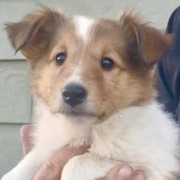 Claire - Sable and white female Collie puppy in Newcastle, Wyoming from Wykota 7K Scottish Collies