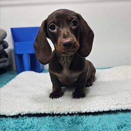 Opal - Chocolate and tan female Dachshund puppy in Belle Rive, Illinois from Akin's Miniature Dachshunds, LLC