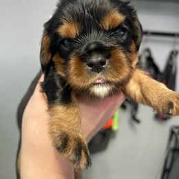 Angel - Cavapoo puppy in Spokane, Washington from Treasured Cavaliers of the Pacific Northwest