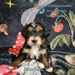 Boy 1 - Tri-color male Bernedoodle puppy in Schertz, Texas from Kat's Teddydoodles