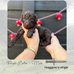 Dagger's Edge - Purple Collar - Chocolate male Goldendoodle puppy in Garland, Texas from Twilight Doodles