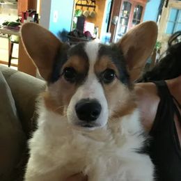 Cardigan Welsh Corgi and Pembroke Welsh Corgi All Grown Up from Dream Giver Corgis
