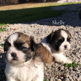 Shih Tzu puppies from Stevens’ Hidden Acres