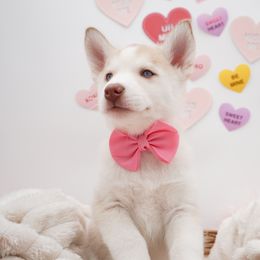 Golden Retriever, Miniature American Shepherd, and Siberian Husky Puppies from HuskiesAndGoldensWithFinesse