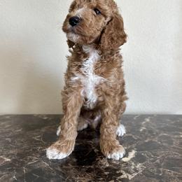 Goldendoodle and Poodle All Grown Up from Wischmeier’s Doodles
