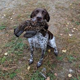 German Shorthaired Pointer All Grown Up from Fenton River GSP