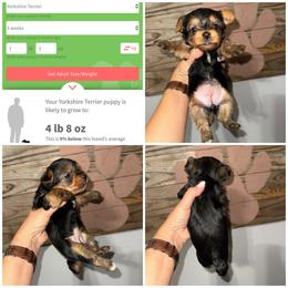 Daisy Mae - Black and gold female Yorkshire Terrier puppy in Cleveland, Tennessee from Moody’s Morkies and More