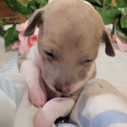 Necessity - Blue fawn female Italian Greyhound puppy in Cadwell, Georgia from All The DoDa Day Italian Greyhounds