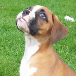 Boxer Puppies from Chippewa Valley Boxers