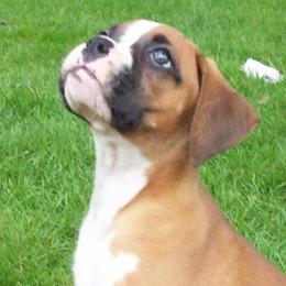 Boxer Puppies from Chippewa Valley Boxers