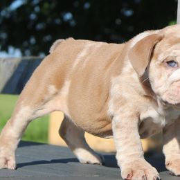 Boxer, Bulldog, and French Bulldog Puppies from Hillview Kennels