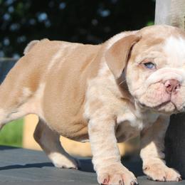 Boxer, Bulldog, and French Bulldog Puppies from Hillview Kennels