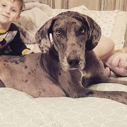 Pepper - Great Dane