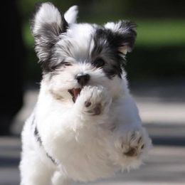 Havanese from Tamaran Havanese