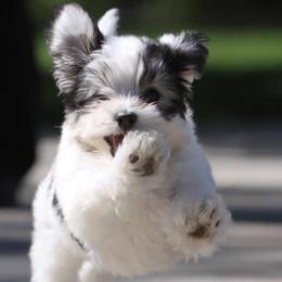 Havanese from Tamaran Havanese
