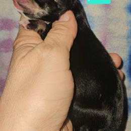 Great Dane and Miniature Schnauzer Puppies from Clouser's Bodacious Danes