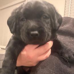 Silver boy - Black male Labrador Retriever puppy in Menifee, California from The Golden Leash Kennels