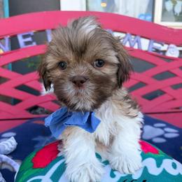 Milo - Liver and white male Shih Tzu puppy in Hemet, California from Aloha Shih Tzu