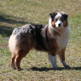 Halo - Australian Shepherd