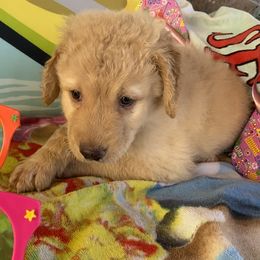 Goldendoodle Puppies from Goodyear golden doodles