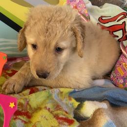 Goldendoodle Puppies from Goodyear golden doodles