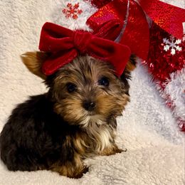 Tiny boy 1 - Parti male Yorkshire Terrier puppy in Bakersfield, California from Yorkie To My Heart
