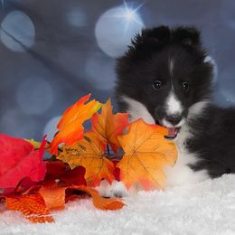 Reduced *Storm - Shetland Sheepdog puppy in Elk, Washington from Asgard Shetland Sheepdogs