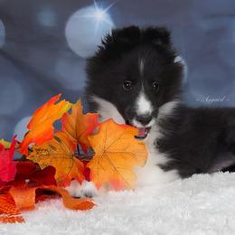 Reduced *Storm - Shetland Sheepdog puppy in Elk, Washington from Asgard Shetland Sheepdogs
