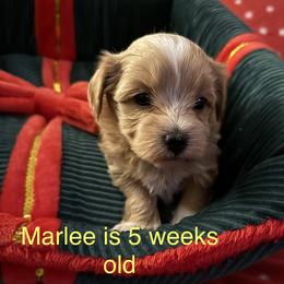 Marlee - Fawn female Havanese puppy in Hudson, New York from Havanese of Claverack and Hudson Valley Labradors